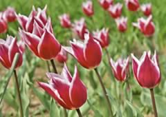 Floricultura em Taubaté